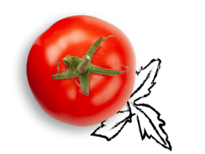 tomate et persil dessiné